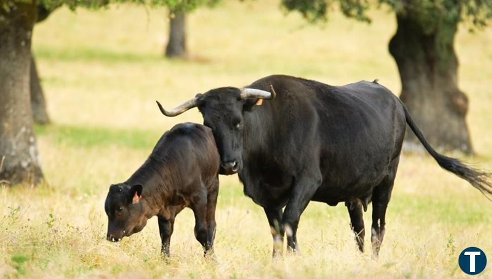 Una vaca embiste y deja heridas a tres personas en una pista forestal