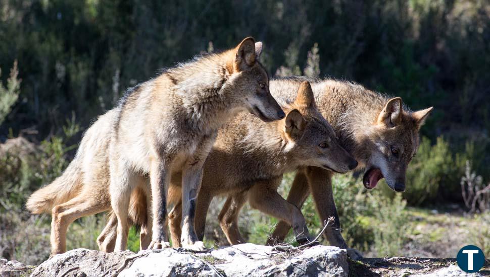 TSJCyL condena a la Junta a pagar más de 19.000 euros por daños de lobo en una explotación de El Espinar