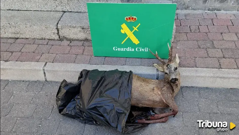 La Guardia Civil de Segovia incauta el cadáver de un corzo, el rifle utilizado para abatirlo y dos visores