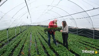 Castilla y León, primera productora de planta de fresa de España, con 950 millones de ejemplares al año