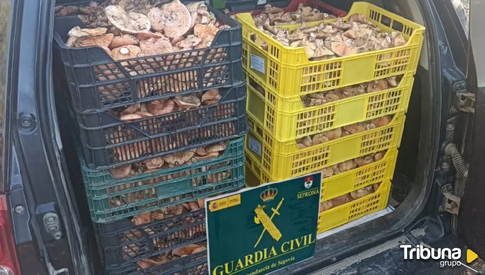 La Guardia Civil incauta 141 kilos de níscalos en los montes de Ayllón, en la misma semana