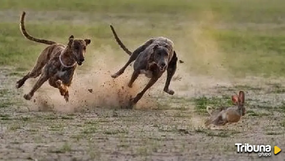 La segunda Copa de Galgos en Campo Abierto 'Diputación de Segovia' enfrentará a 8 animales en carrera