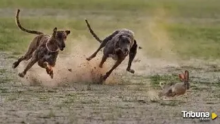 La segunda Copa de Galgos en Campo Abierto 'Diputación de Segovia' enfrentará a 8 animales en carrera