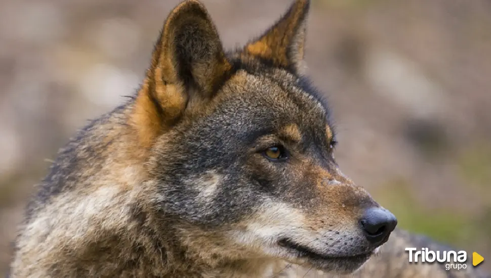 Luis Miguel Domínguez: "perder al lobo ibérico nos degrada como sociedad"