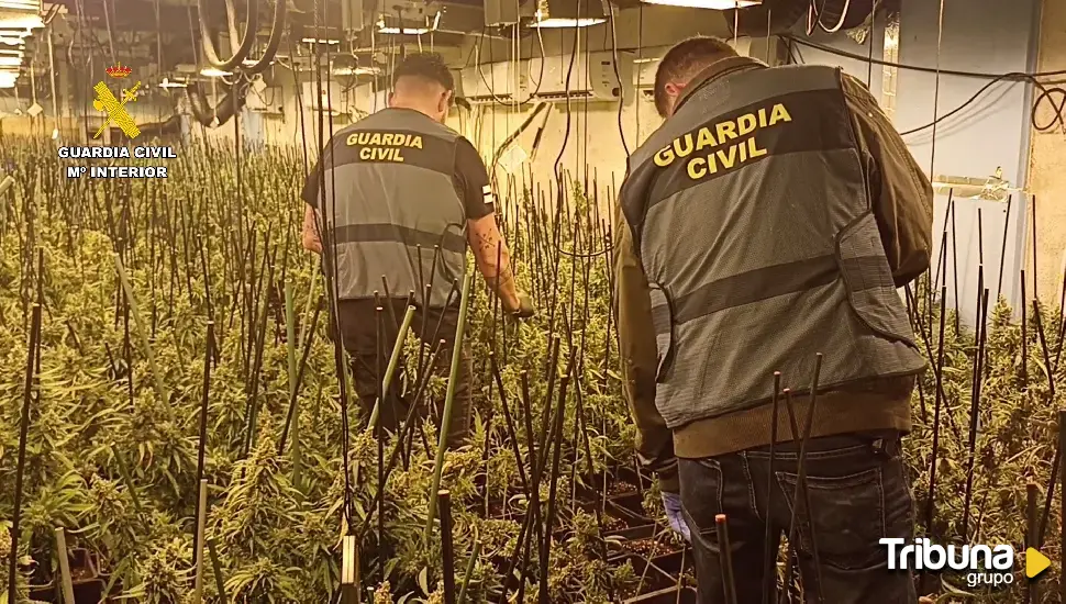 Desmantelada en Turégano (Segovia) la mayor plantación interior de marihuana de la región