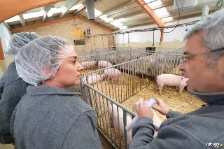 Investigación y ciencia para asegurar el futuro del porcino en Castilla y León 